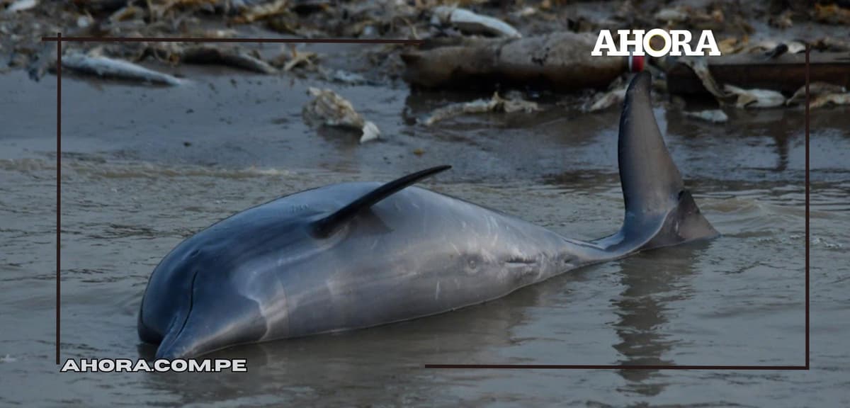 Más de 150 delfines murieron en la Amazonía brasileña debido a la sequía extrema 