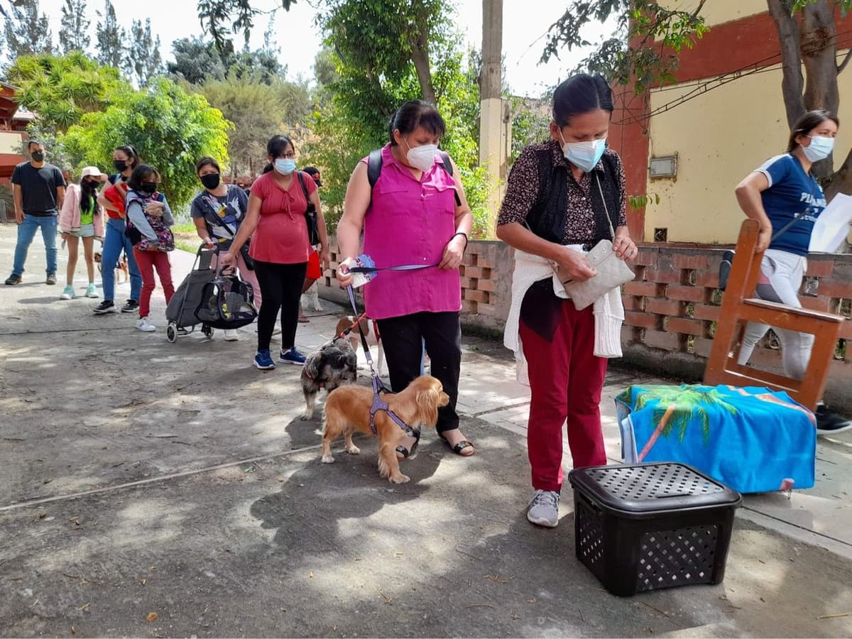 Campaña de esterilización canina espera atender a más de 400 mascotas