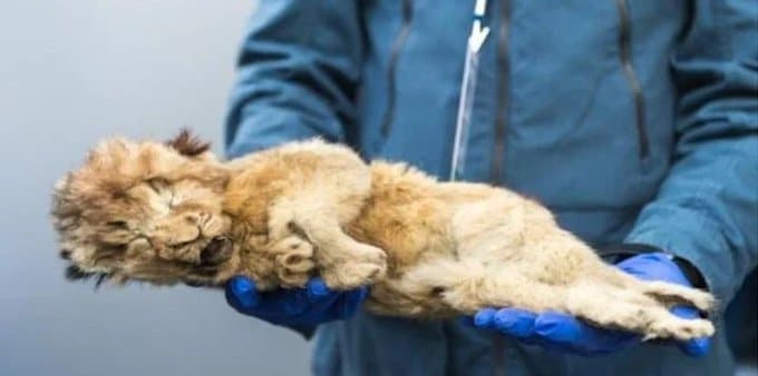 Suecia: Hallan león congelado tan bien conservado que aún tiene bigotes