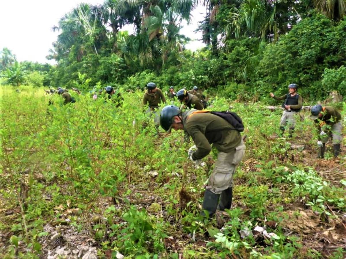 Alertan que sembríos de coca podrían incrementarse durante el 2022