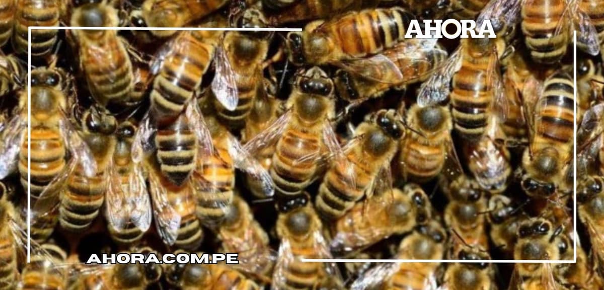 El Efecto Abeja: Invasiones apícolas amenazan equilibrio ecológico, según estudio