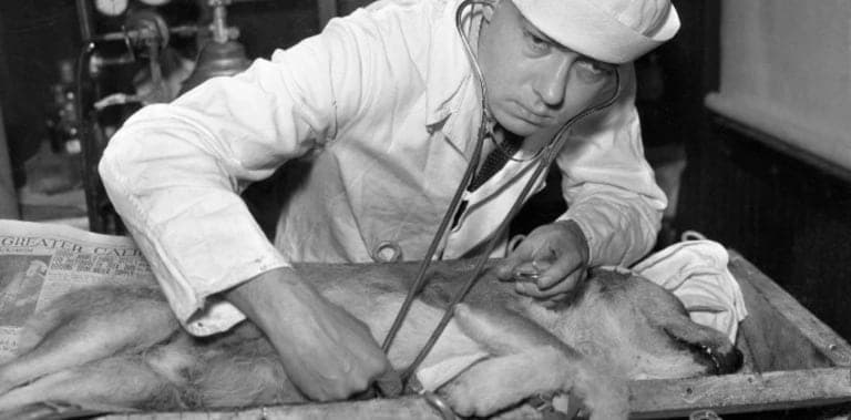 El científico que resucitaba animales, no le dejaron probar su experimento con humanos
