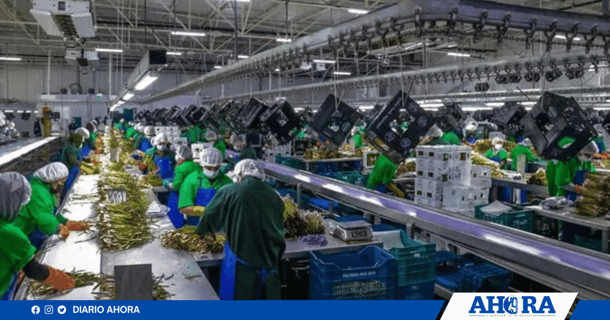 Ley Chlimper 2.0: Congreso aprueba beneficios tributarios para agroexportadoras