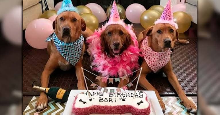 ¿ESTAMOS ANTE LA HUMANIZACIÓN DE LOS ANIMALES?
