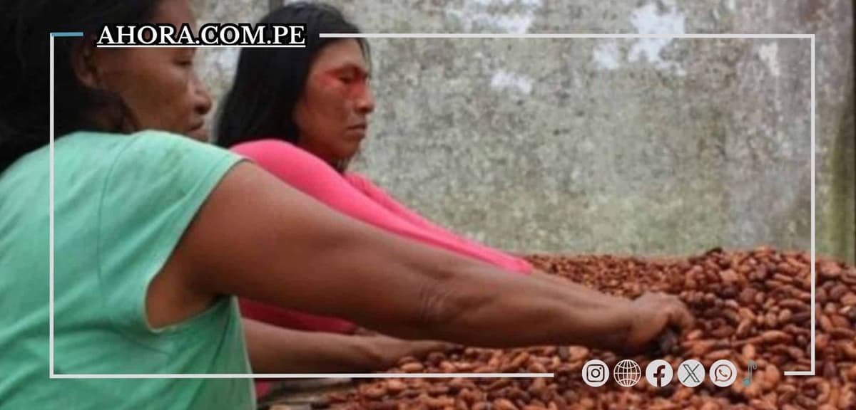 Incertidumbre en el sector cafetalero y cacaotero ante Ley Forestal