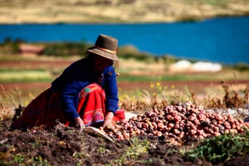 ENTRE LA DOMESTICACIÓN INICIAL Y LA DOMESTICACIÓN SOCIAL