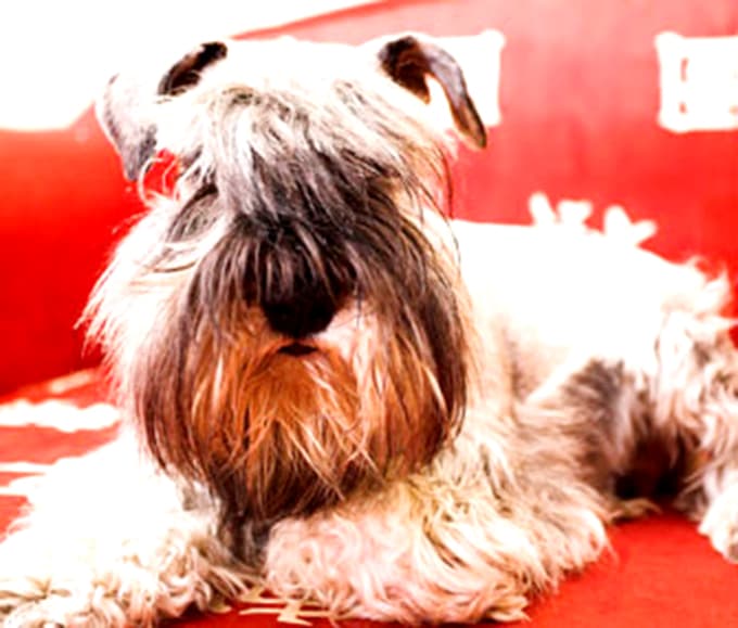 Mi mascota y yo