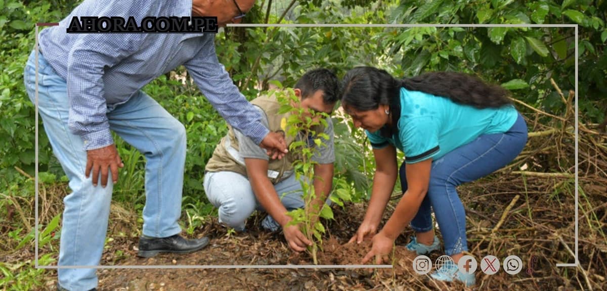 “Reforest Carnaval de Pumahuasi”: Compromiso por una tradición responsable