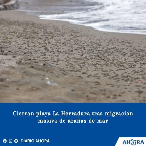 Cierran playa La Herradura tras migración masiva de arañas de mar
