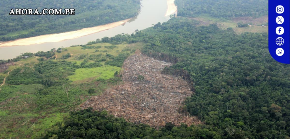 Perú perdió más de 146 mil hectáreas de bosques amazónicos en el 2022