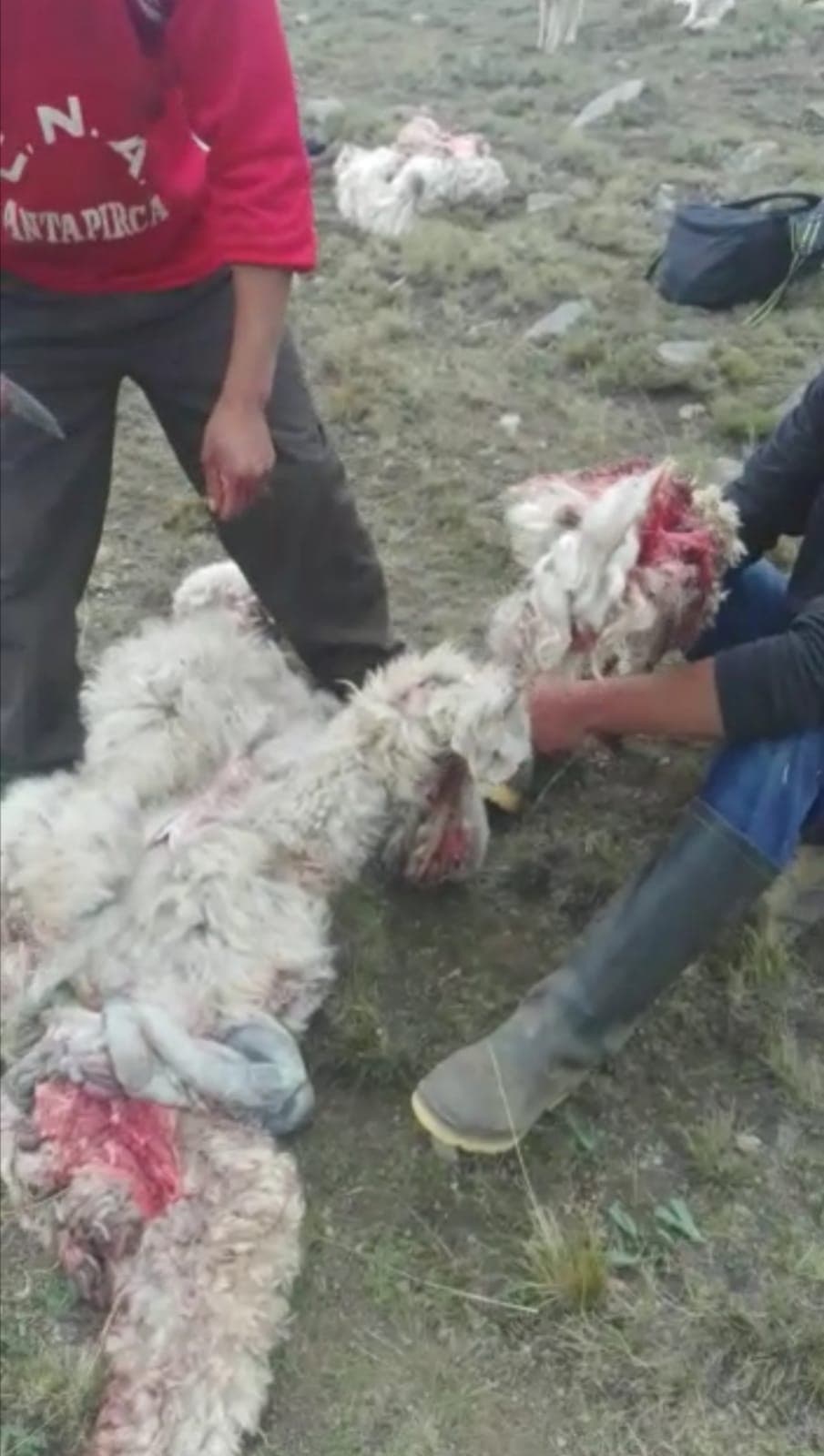 Pasco: Perros salvajes matan alpacas en Tusi
