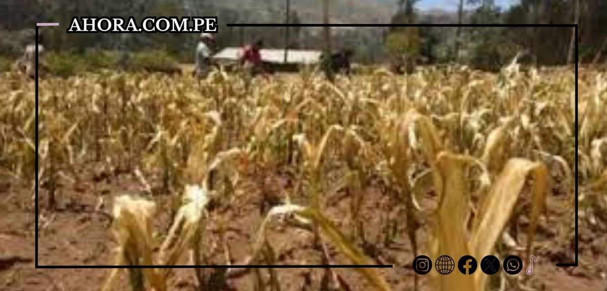 Agricultores en Junín enfrentan pérdidas masivas por fenómenos climatológicos