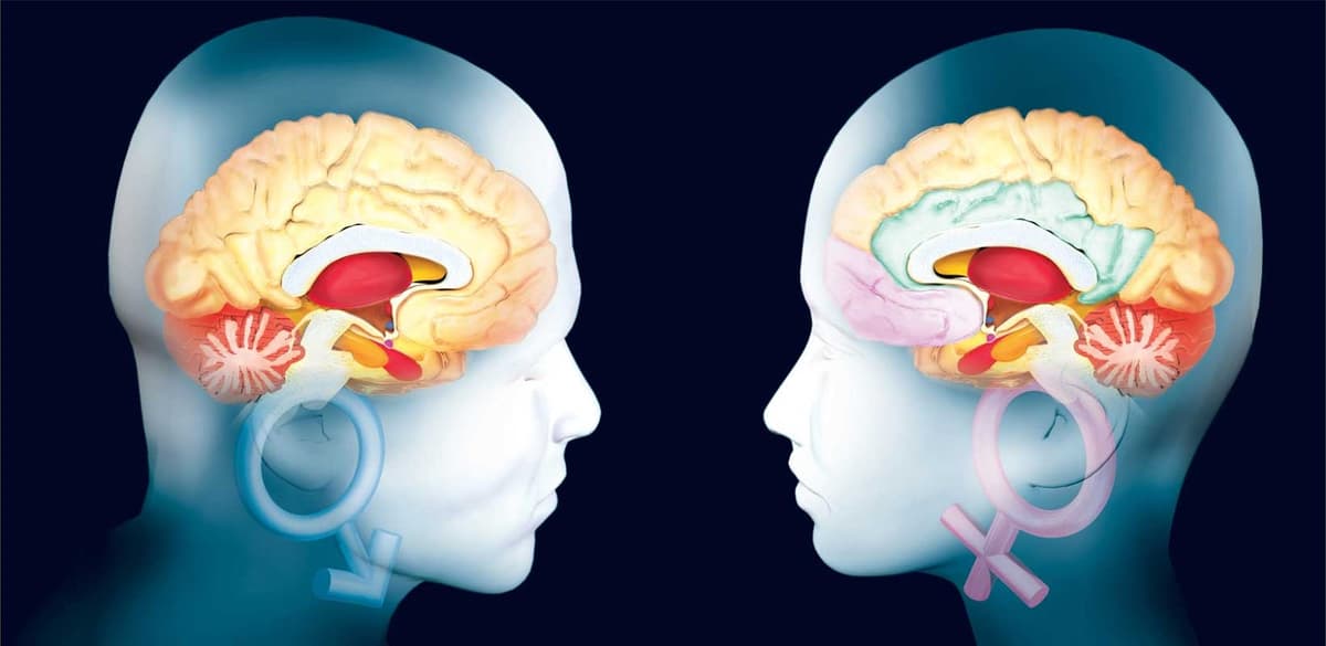 Salud Sexual || Origen del cerebro sexual