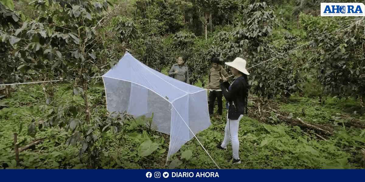 Conservación de bosques nativos e insectos mejora la calidad del café en Ayacucho