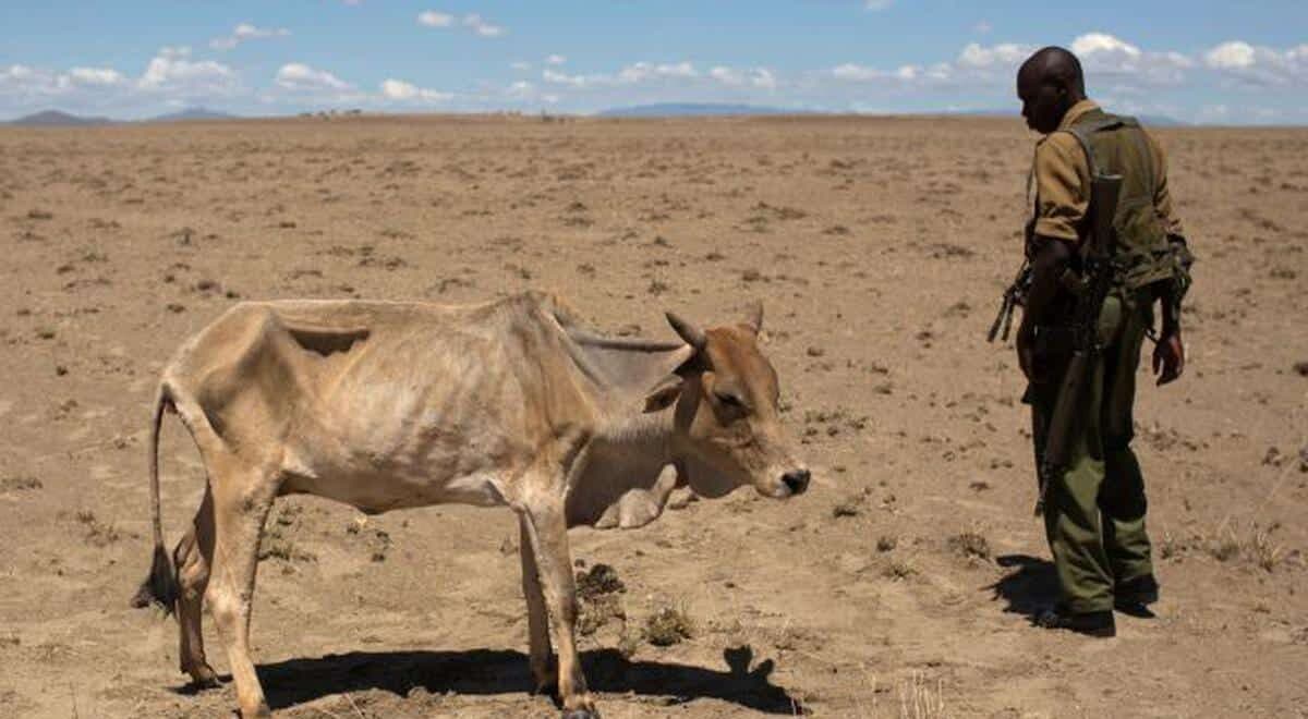Sequía mató más de mil animales en Kenia en lo que va del año