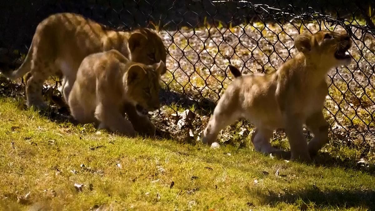Nueva Orleans: Cachorros león debutan en Zoológico Audubon
