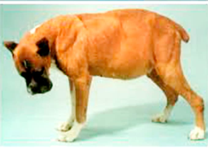 Ascitis en el perro