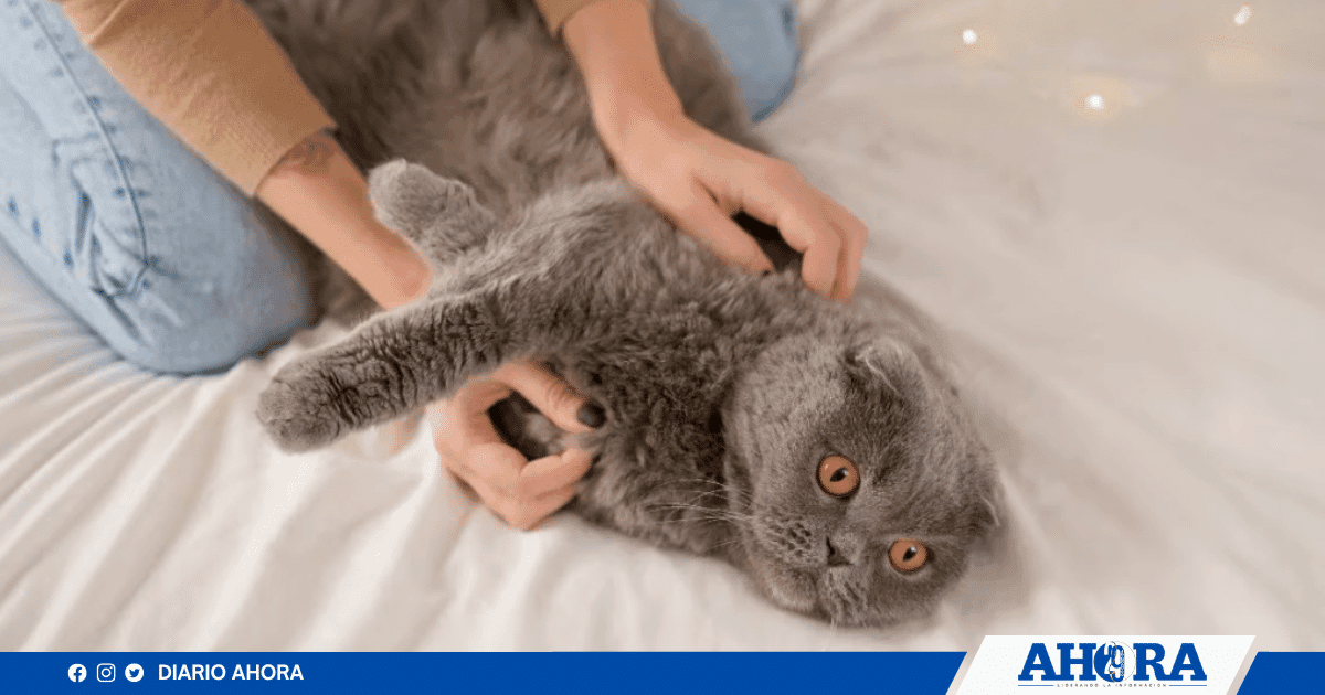 Proponen licencia laboral por fallecimiento de mascotas en Perú
