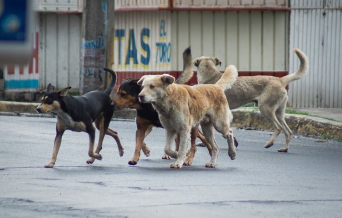 Fiscalía investiga a universidad por presunto sacrificio de perros durante prácticas académicas
