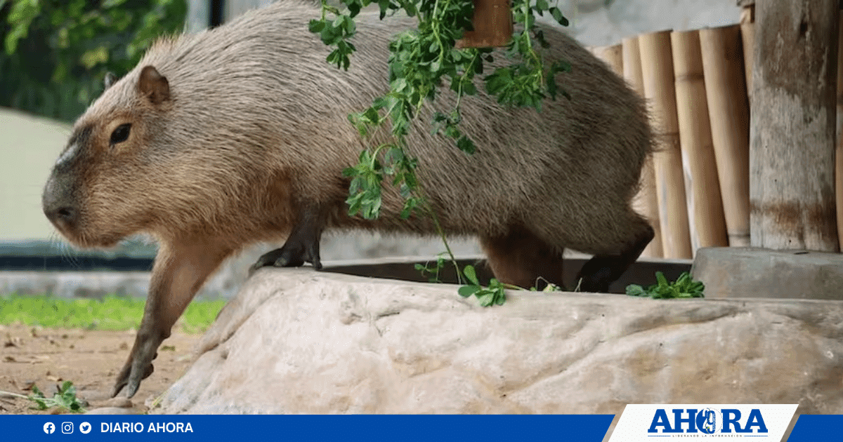 Capibaras en Lima: Descubre Navi Fauna y la importancia de estos gigantes amistosos