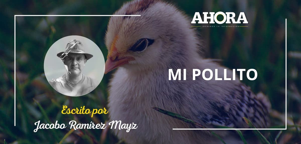 MI POLLITO