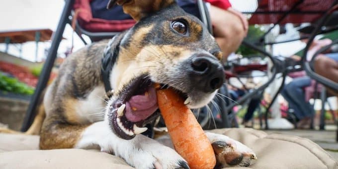 Producción de alimentos para animales se paralizará en Argentina