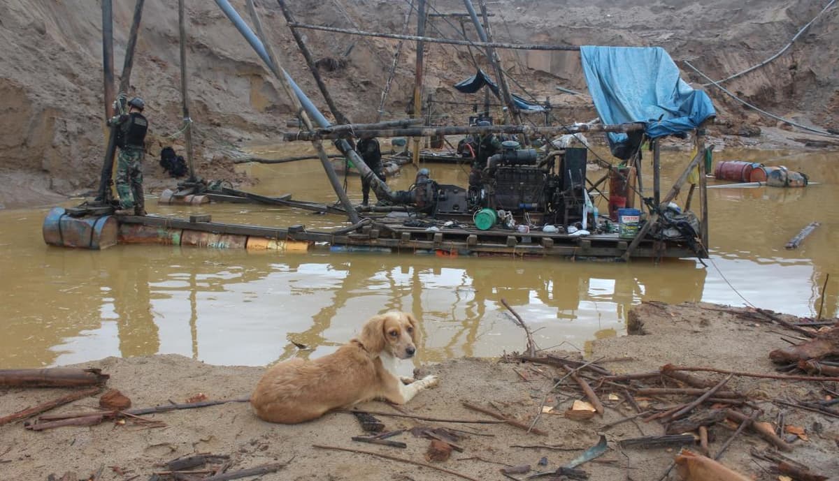 Madre de Dios: hay unos 50 perros y otros animales abandonados en La Pampa
