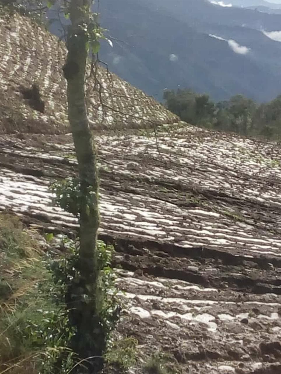 Granizada en Churubamba afectó cientos de cultivos