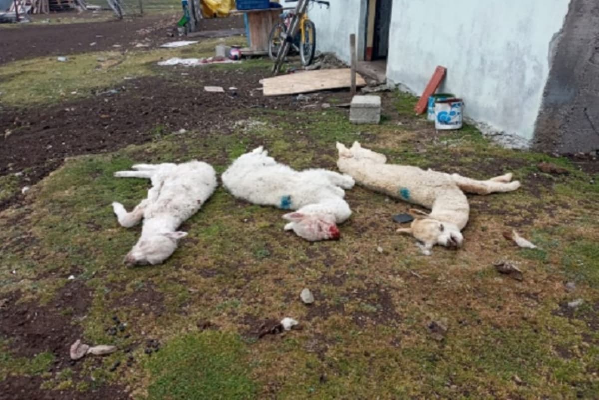 Intenso frío provoca muerte de cientos de ganados