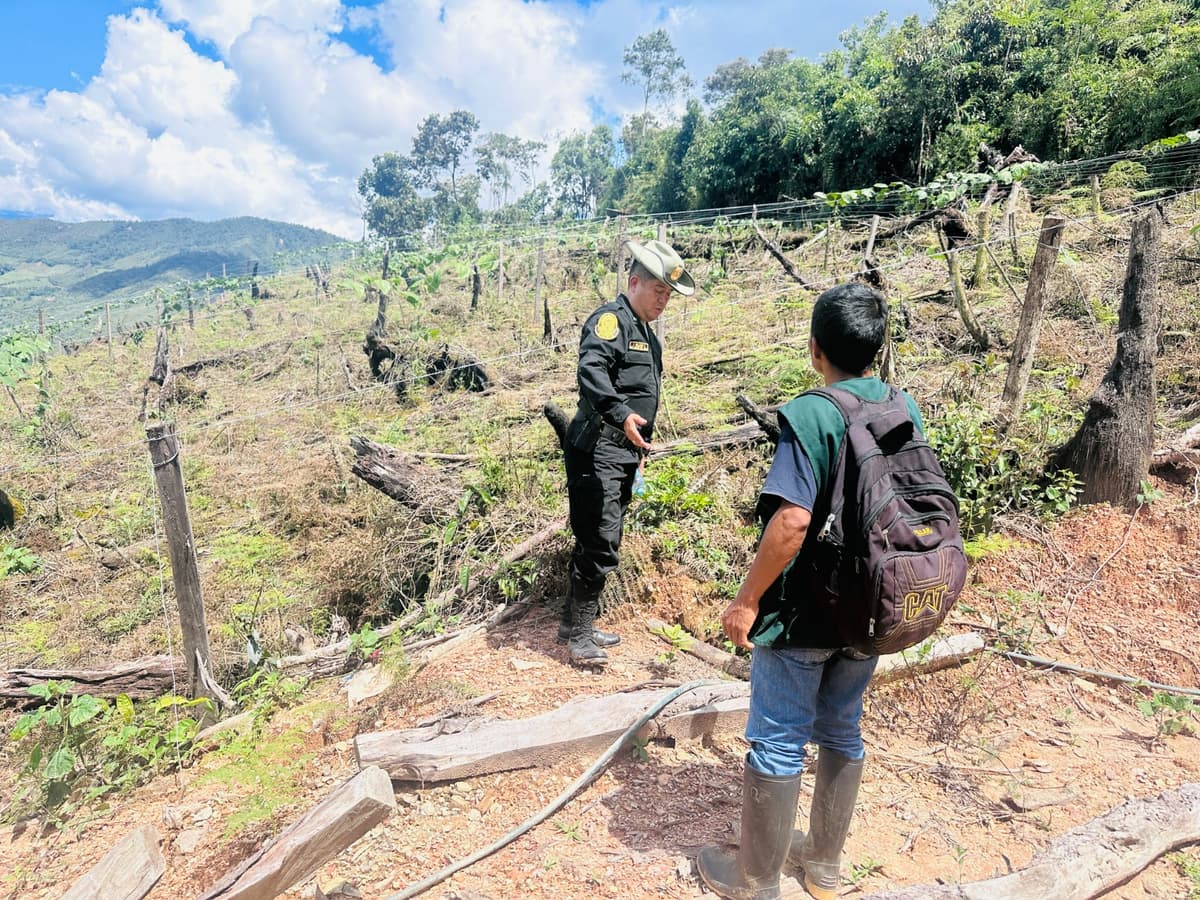 Arrasan con 3.5 hectáreas de bosque en el ACR Carpish: Alertan avance del tráfico de tierras