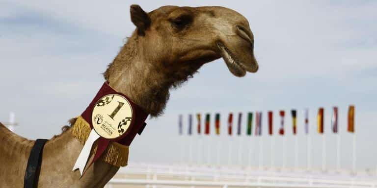 Realizan certamen de belleza de camellos en Catar