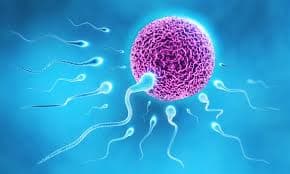 Descubren que algunos espermatozoides envenenan a sus competidores