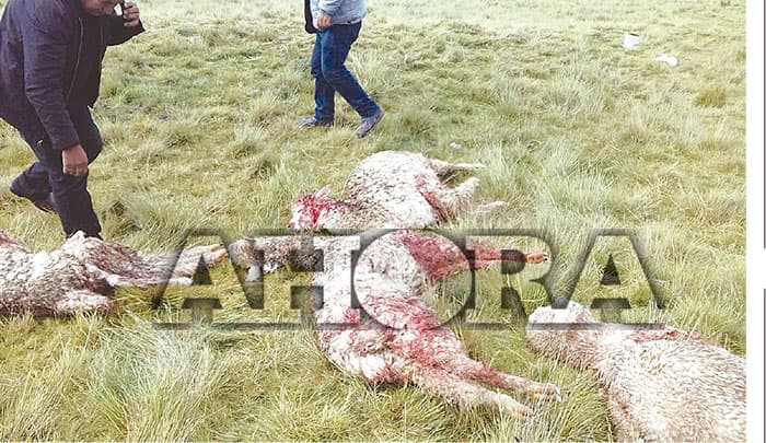 Perros salvajes matan alpacas y carneros