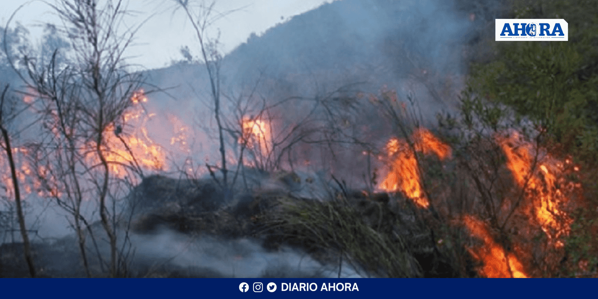 22 regiones afectadas por incendios forestales: ¿cuáles son las pérdidas económicas y ambientales?