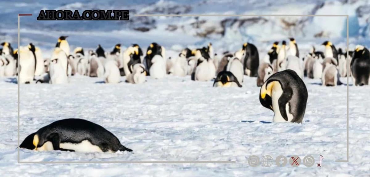 Gripe aviar alcanza la Antártida, poniendo en riesgo a pingüinos y fauna única