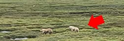 Alerta en Huayllay: perros salvajes estarían atacando y devorando alpacas en estancias de Huaychao