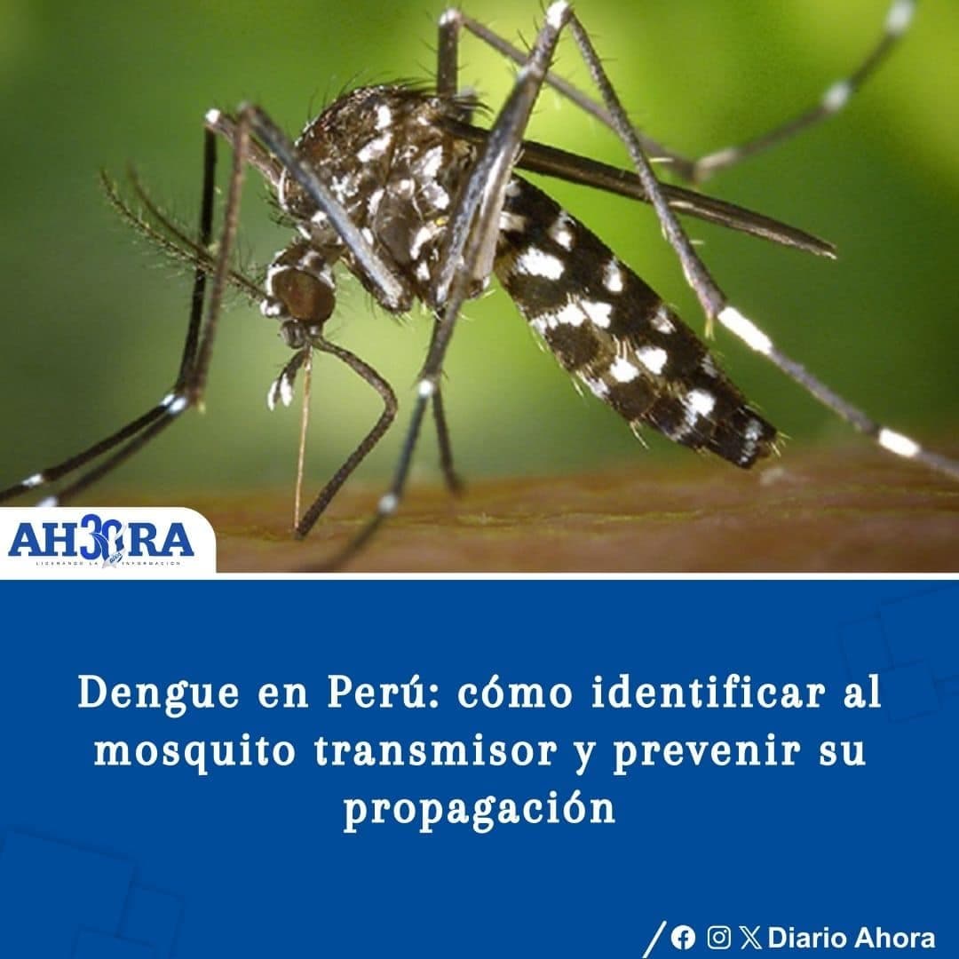 Dengue en Perú: cómo identificar al mosquito transmisor y prevenir su propagación