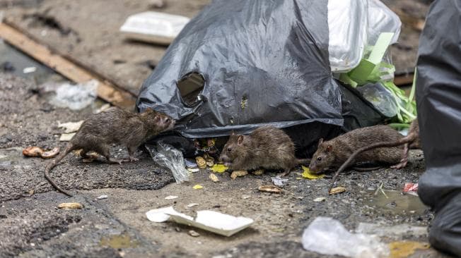 Raza de “súper” roedores podría ser una amenaza para la humanidad