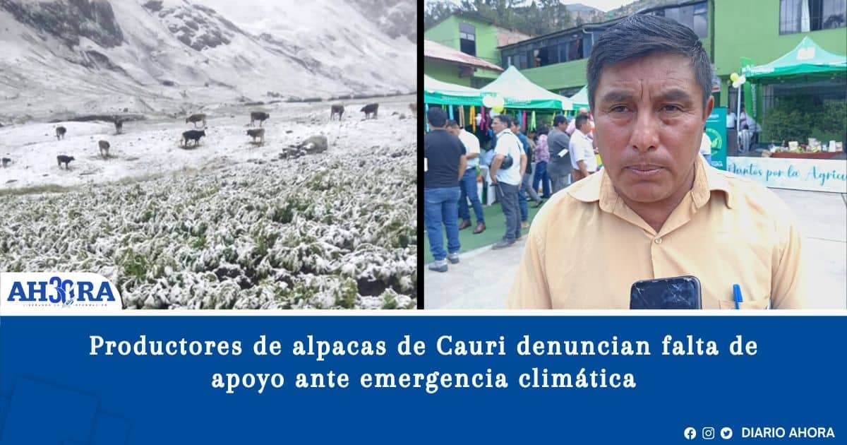 Productores de alpacas en San Miguel de Cauri denuncian falta de apoyo ante emergencia climática