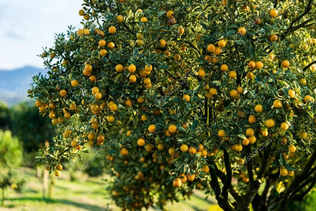 MI PLANTA DE NARANJA-LIMA
