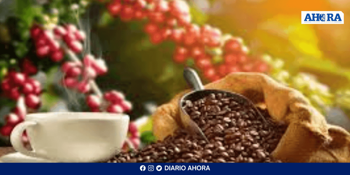 Vraem: Identifican nueve variedades de café resistentes a plagas