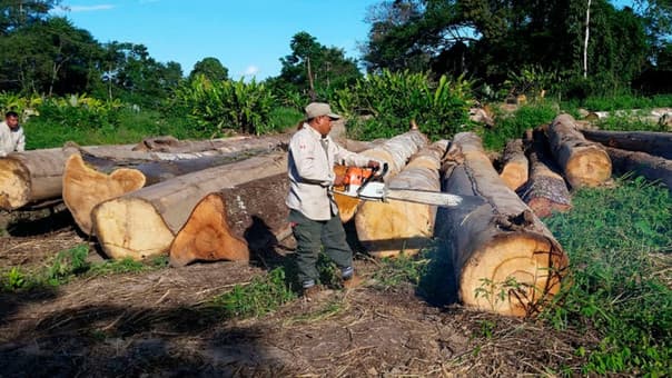 Ocho años de cárcel por tráfico ilegal de madera