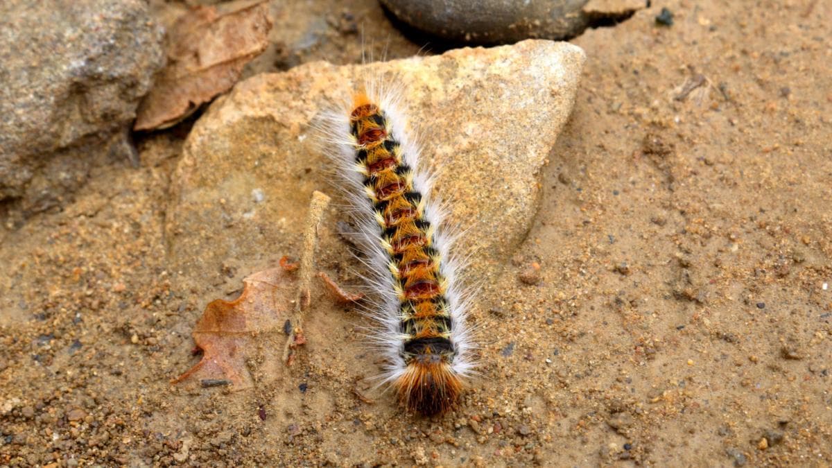España en alerta la peor plaga canina llegó antes de tiempo
