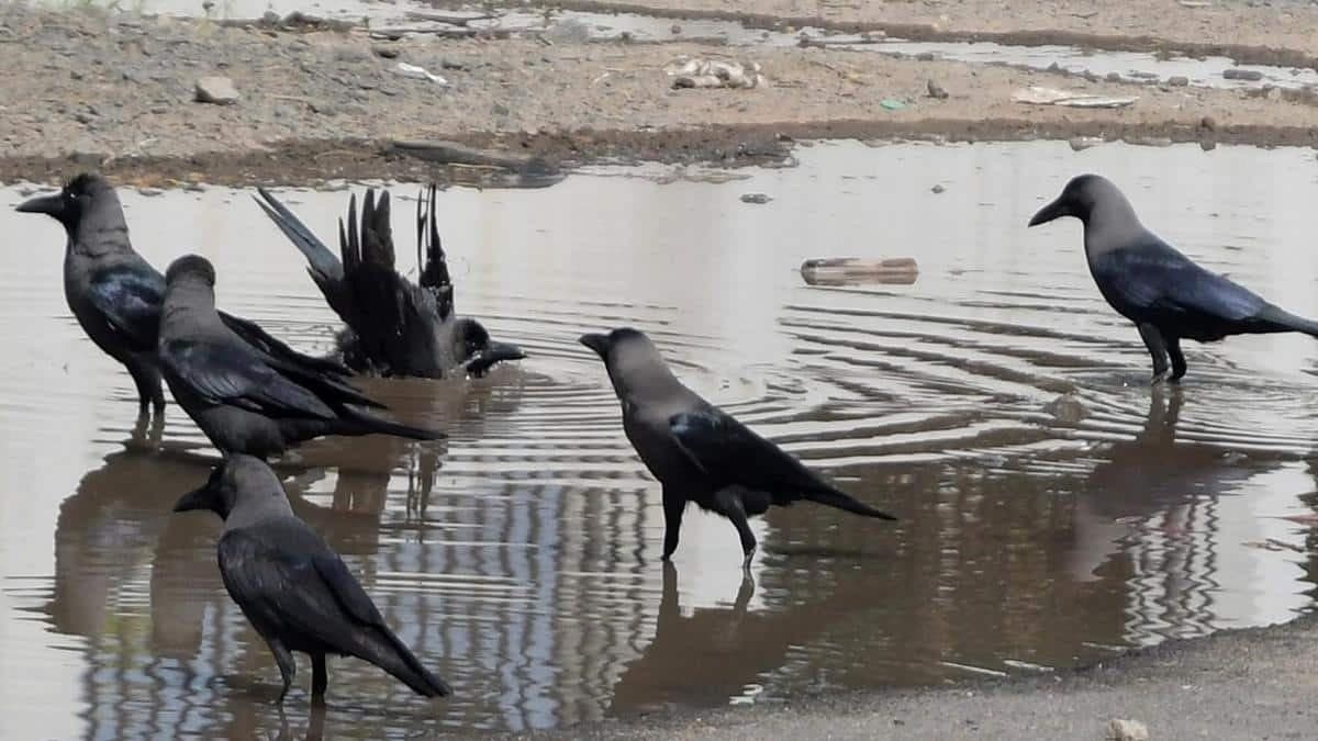 Alerta en Chennai: Gripe aviar H5N1 en cuervos