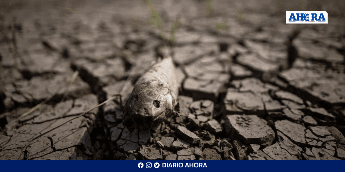 Sequía histórica en Manaos: Río Negro alcanza niveles críticos