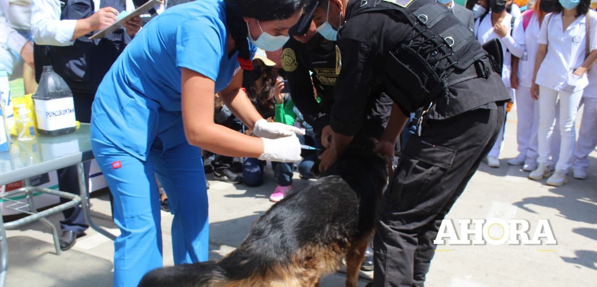 Consultorio veterinario realiza campaña de esterilización a perritos callejeros
