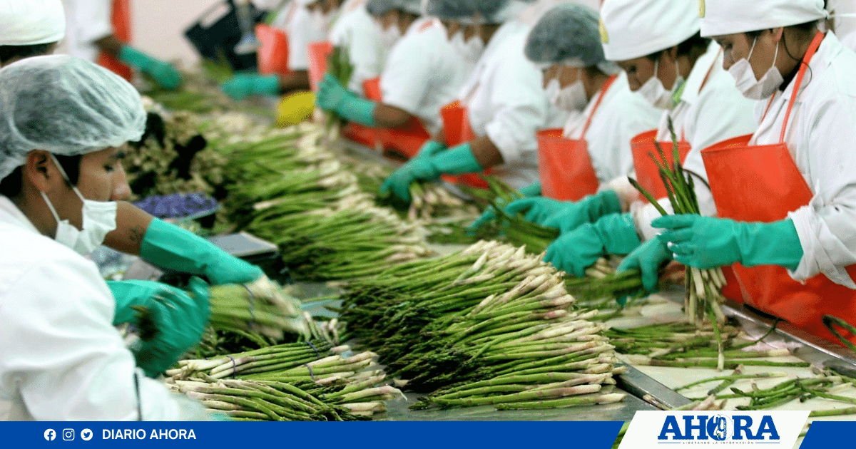 Ley Chlimper 2.0: Congreso promueve millonarios beneficios para grandes agroexportadoras