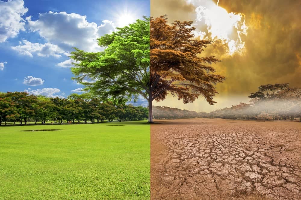 Aún no sabemos si las plantas podrán adaptarse al cambio climático