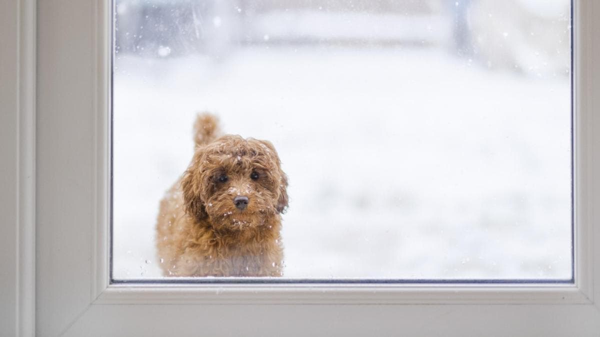 Veterinaria Domínguez: Dejar perro al frío, multa de 200.000 euros