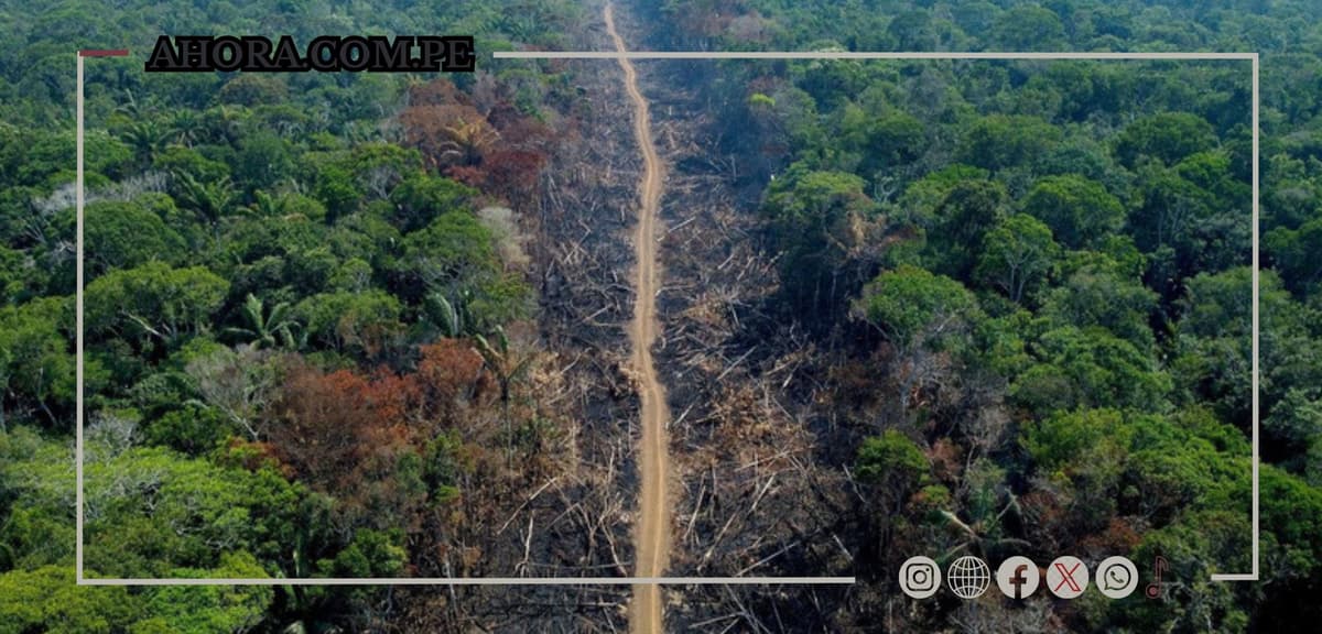 La Amazonía en riesgo: Podría perder la mitad de su territorio para 2050 y agravar el cambio climático 